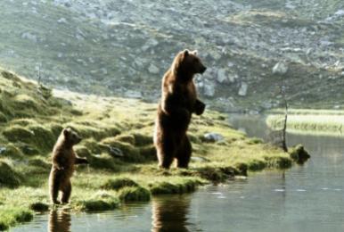 THE BEAR, 1988 Tri-Star Pictures